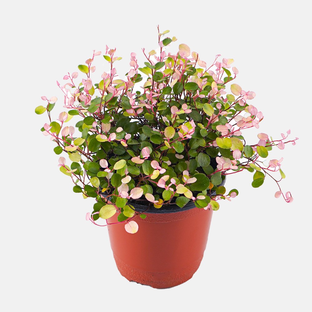 갑조네 핑크트리안 식물 화분 모종 핑크브리즈 희귀식물 수경재배식물, 단일, 2개 11,900원