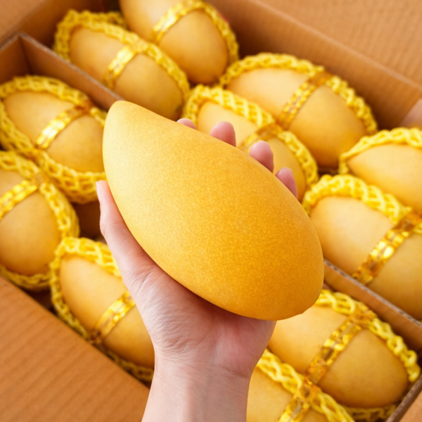 [백화점납품용] 20brix 프리미엄 태국 골드망고, 1박스, 4kg 51,900원