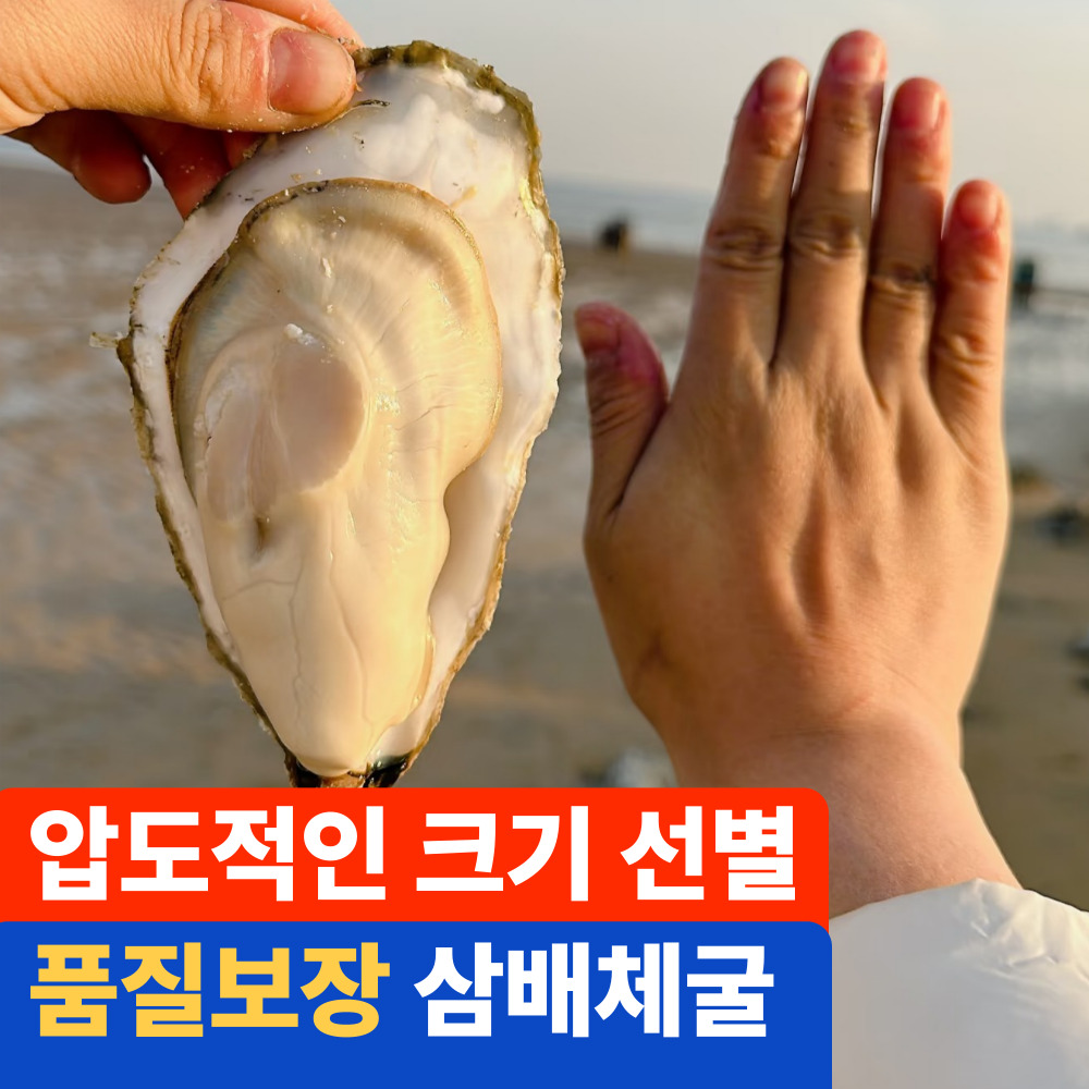 [프리미엄 삼배체 굴] 청정해역 생굴 석화 개체굴 산지직송 신선한 제철 캠핑가정용 고성산, 1박스, 5kg 37,900원