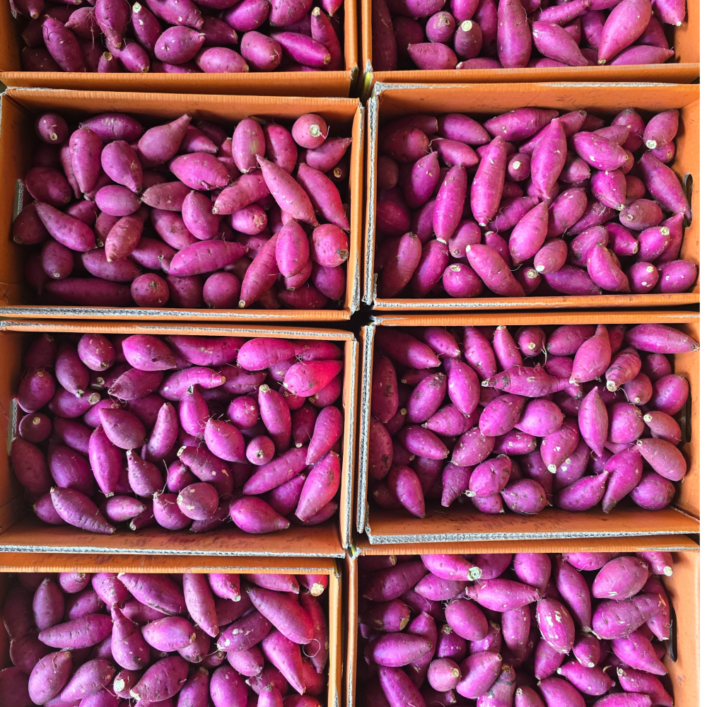 25년첫출하 탑마루고구마 당도최상급 고구마판매1위 한입밤고구마 익산고구마 22,800원