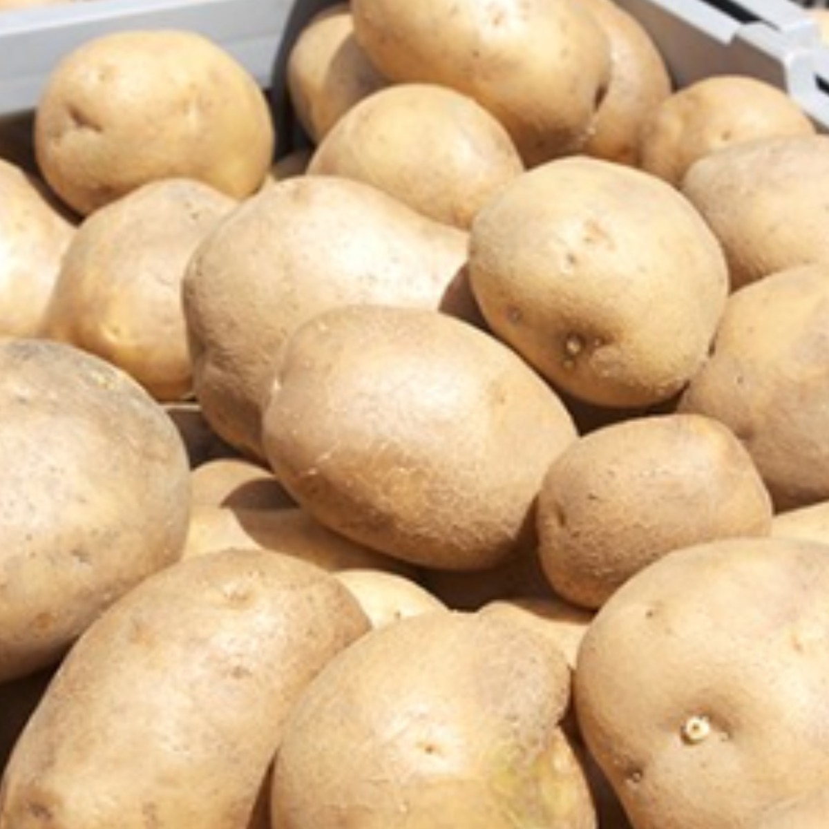 강원도 종자관리사 보증 두백 씨감자 4kg 10kg 20kg, 1개, 20KG(수미) 56,000원