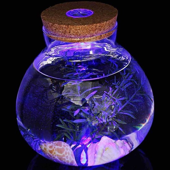 마리모키우기 마리모병 테라리움 어항꾸미기 마리모집 27,000원