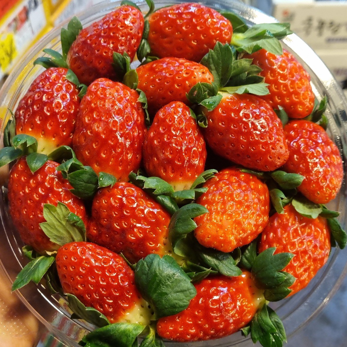 [신선보장] 장희 딸기 당일경매 산지직송, 1박스, 1kg 25,900원