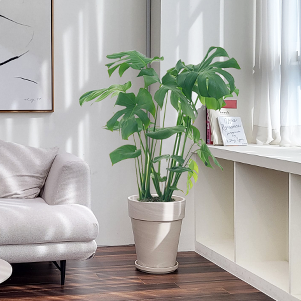 농원청년 크림토분 취임 영전 이직 승진 축하화분 실내 공기정화식물 사무실 카페 매장 공간 인테리어식물 거실화분 집들이 개업식 축하화환 여인초 금전수 뱅갈고무나무 아레카야자 행운목 167,000원