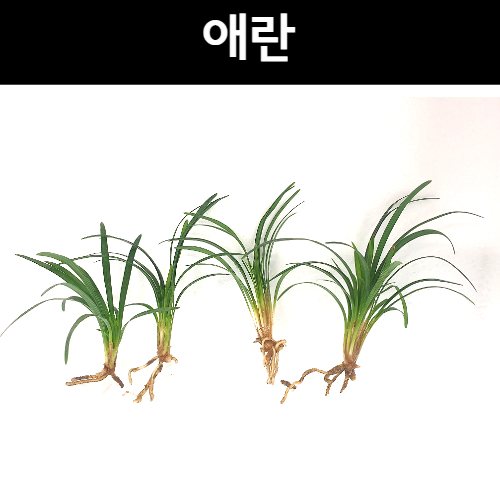 애란 [4촉]초보자수초,자연수초,아름다운수초 5,760원