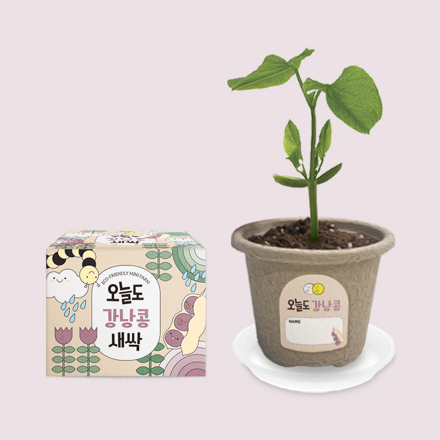 오늘도새싹 식물키우기 강낭콩 미니화분, 48개 120,000원