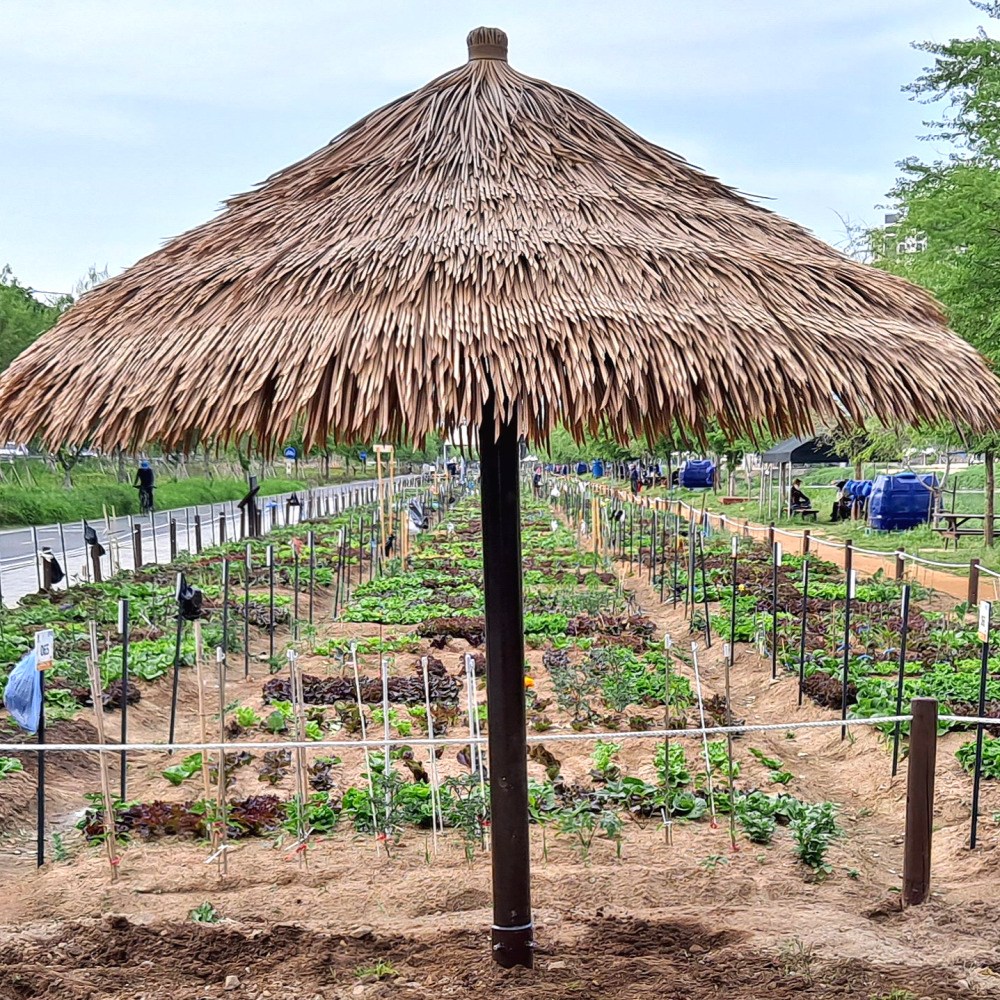 코아하우징 특대형 인조 초가 시공용 조립식 야외 파라솔 감성 카페 해변 비치 1,698,000원