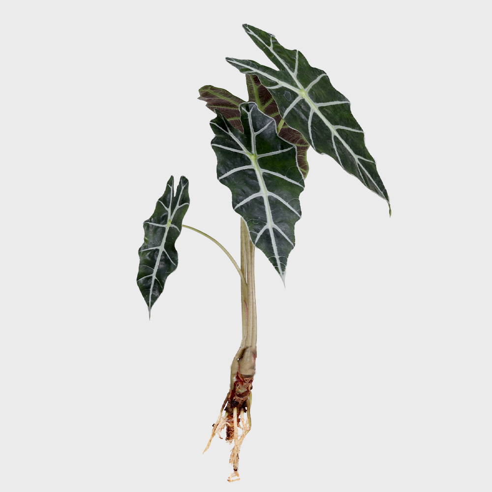 메이크정글 공기정화 수경재배 흙 세척 식물 모음 거북알로카시아 9,200원