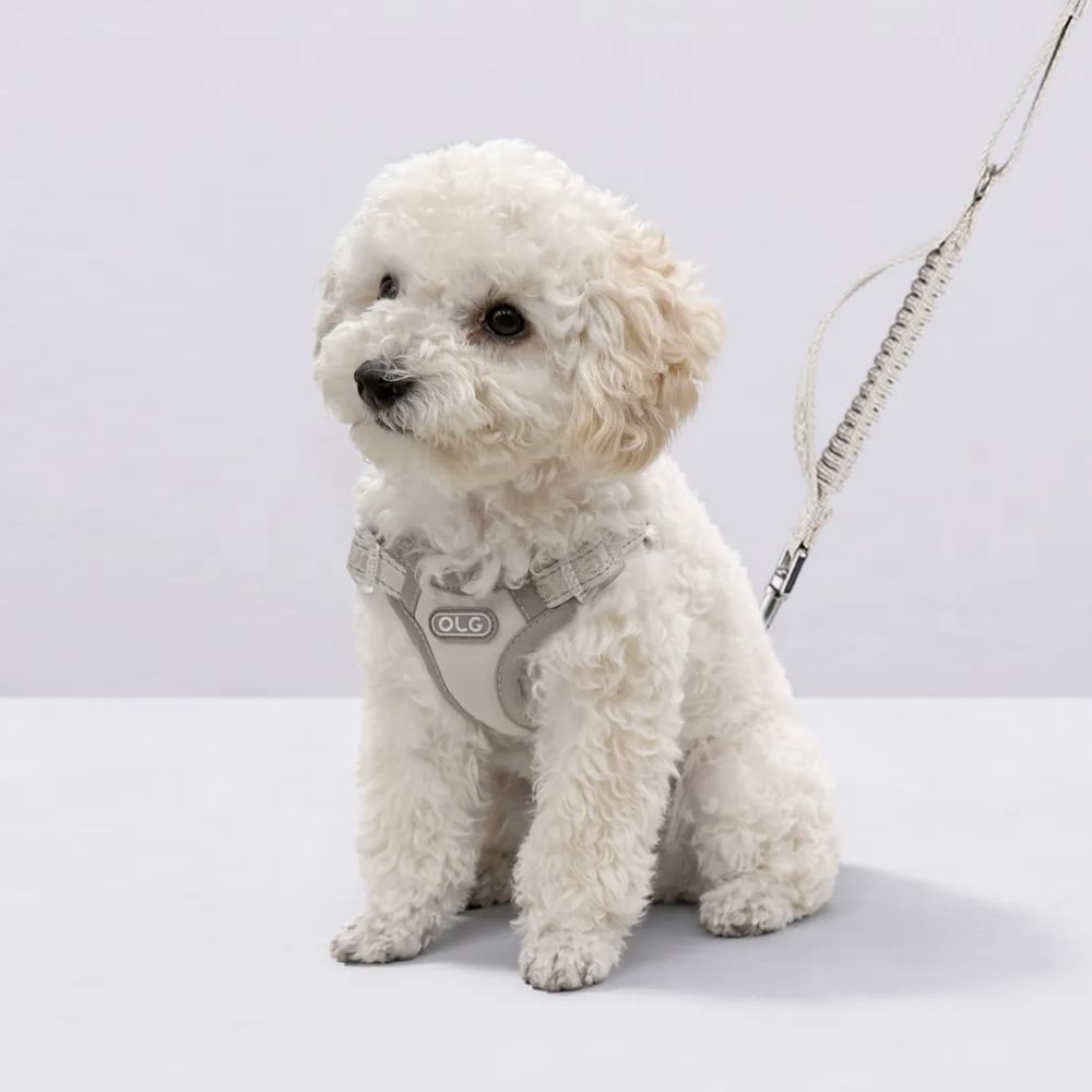 올지 세이프 하네스 리드줄 세트, 1세트, 라이트그레이 51,900원