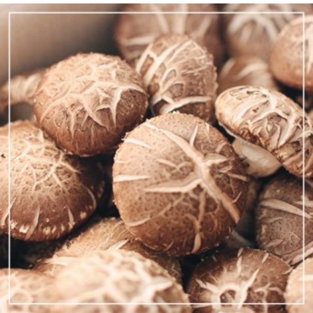 기찬드림 표고버섯 특상 못난이표고 1kg 2kg 3kg 5kg 10kg 7,900원