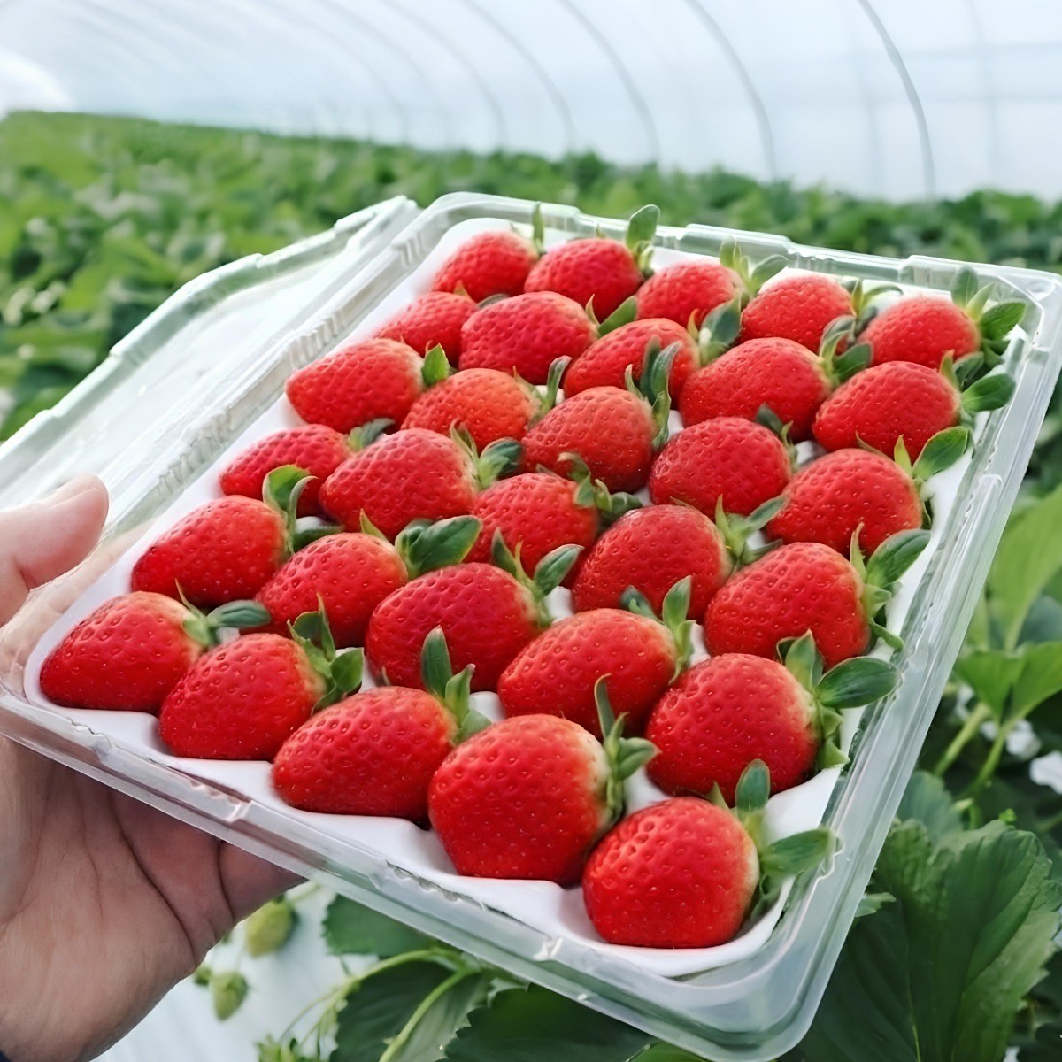 [3년연속완판] 당일수확 농장직송 고급에어백포장 설향딸기, 1박스, 800g (40구) 29,900원