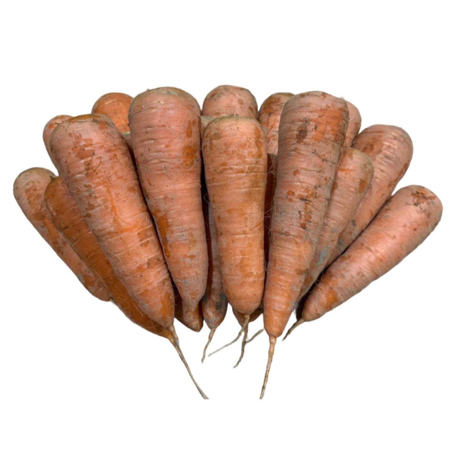 제주도 햇 당근 출시 제주 구좌 흙당근 주스용 못난이 국산당근 쥬스용 10,000원