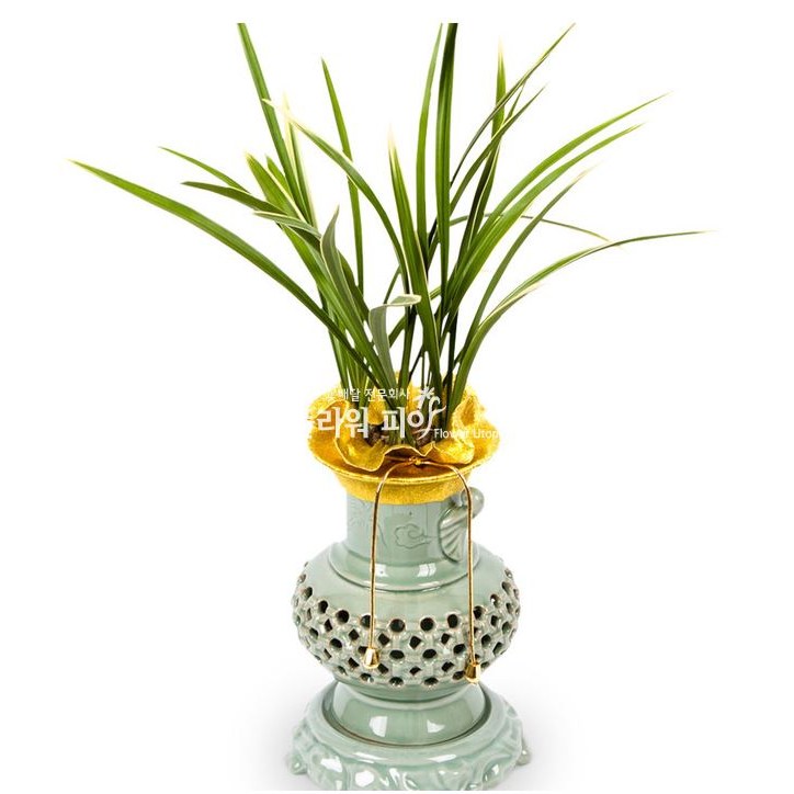 플라워피아 서양란 동양란 축하화분배달 개업 승진 취임 고급선물 98,500원