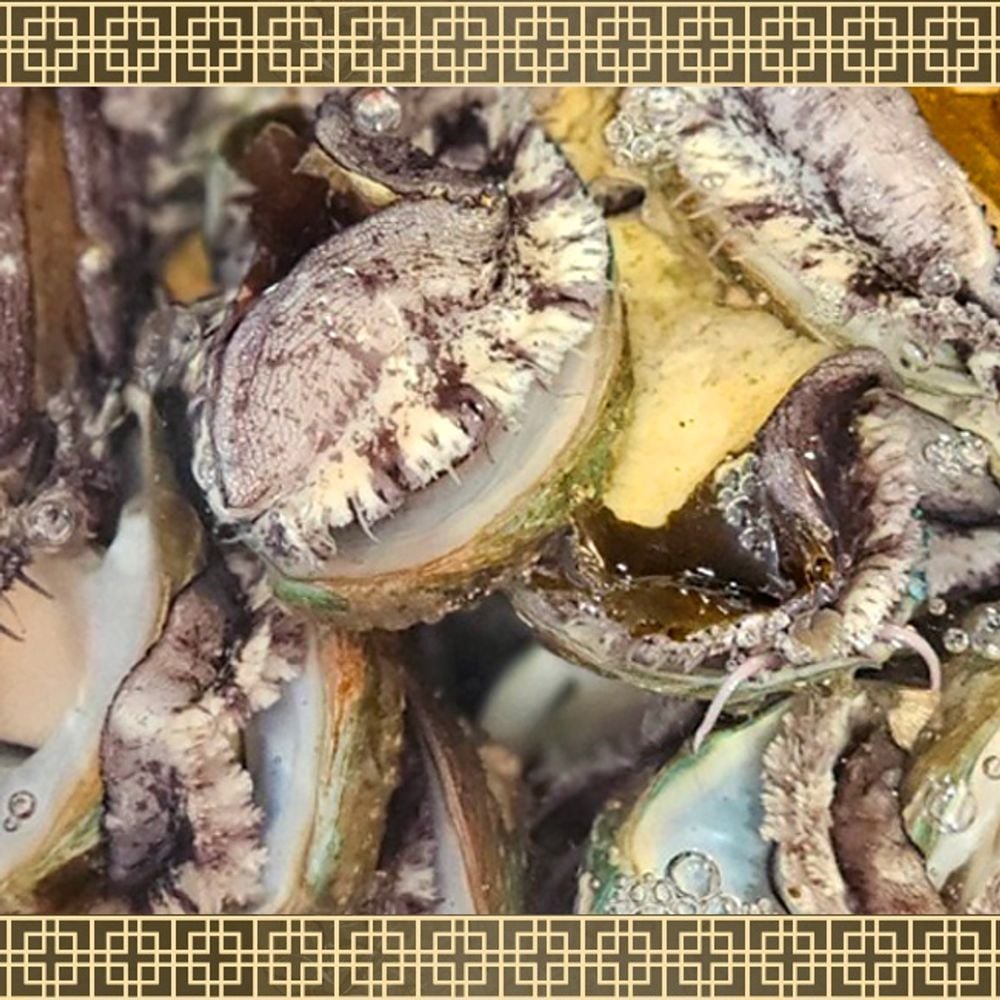 선물용 완도 활전복 세트 특 2kg 추석 설날 명절선물 ggu+965Uw 102,850원