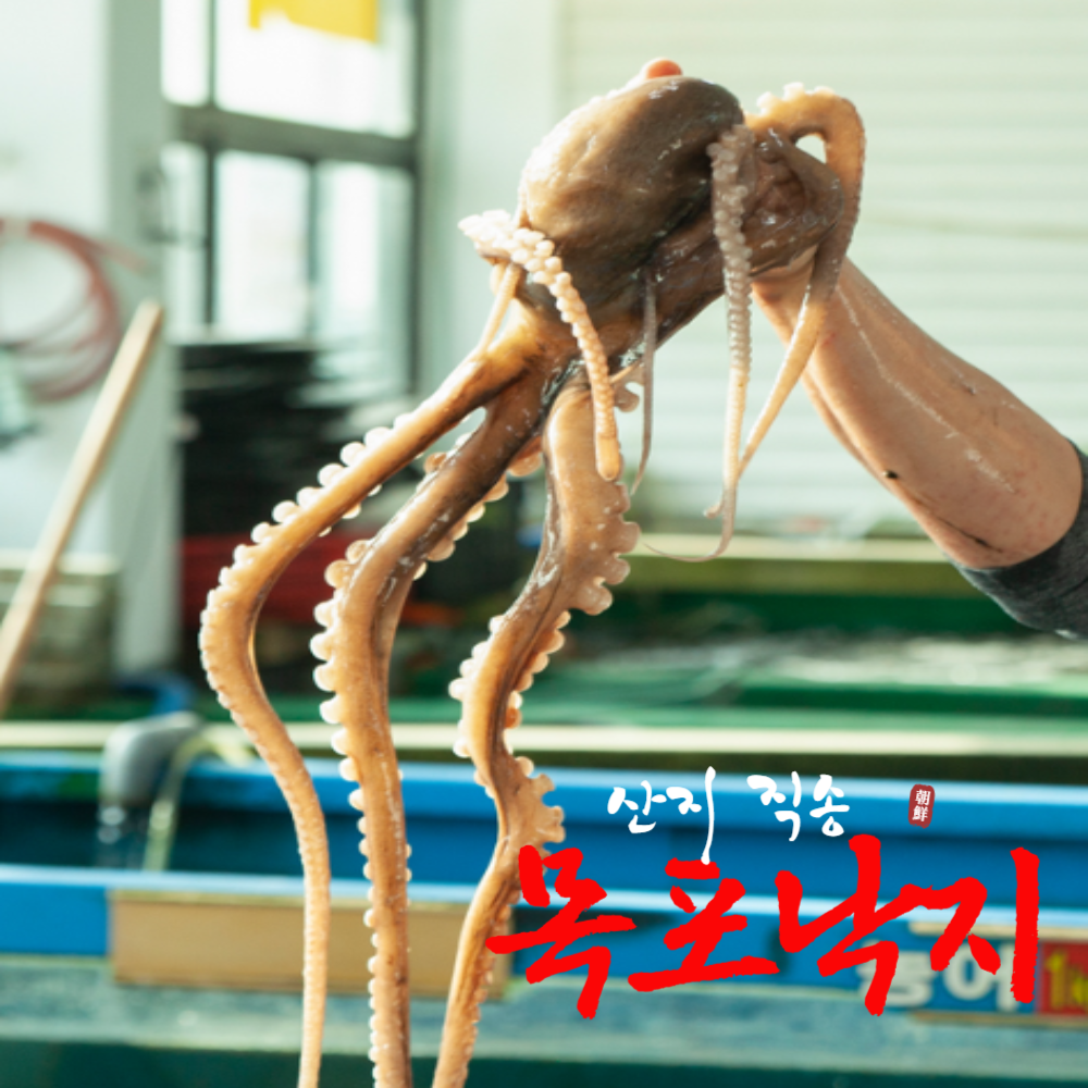 낙지 목포낙지 뻘낙지 산낙지 낚지 산소포장 [당일조업/당일발송], 5개, 중대낙지 180g 내외 88,000원