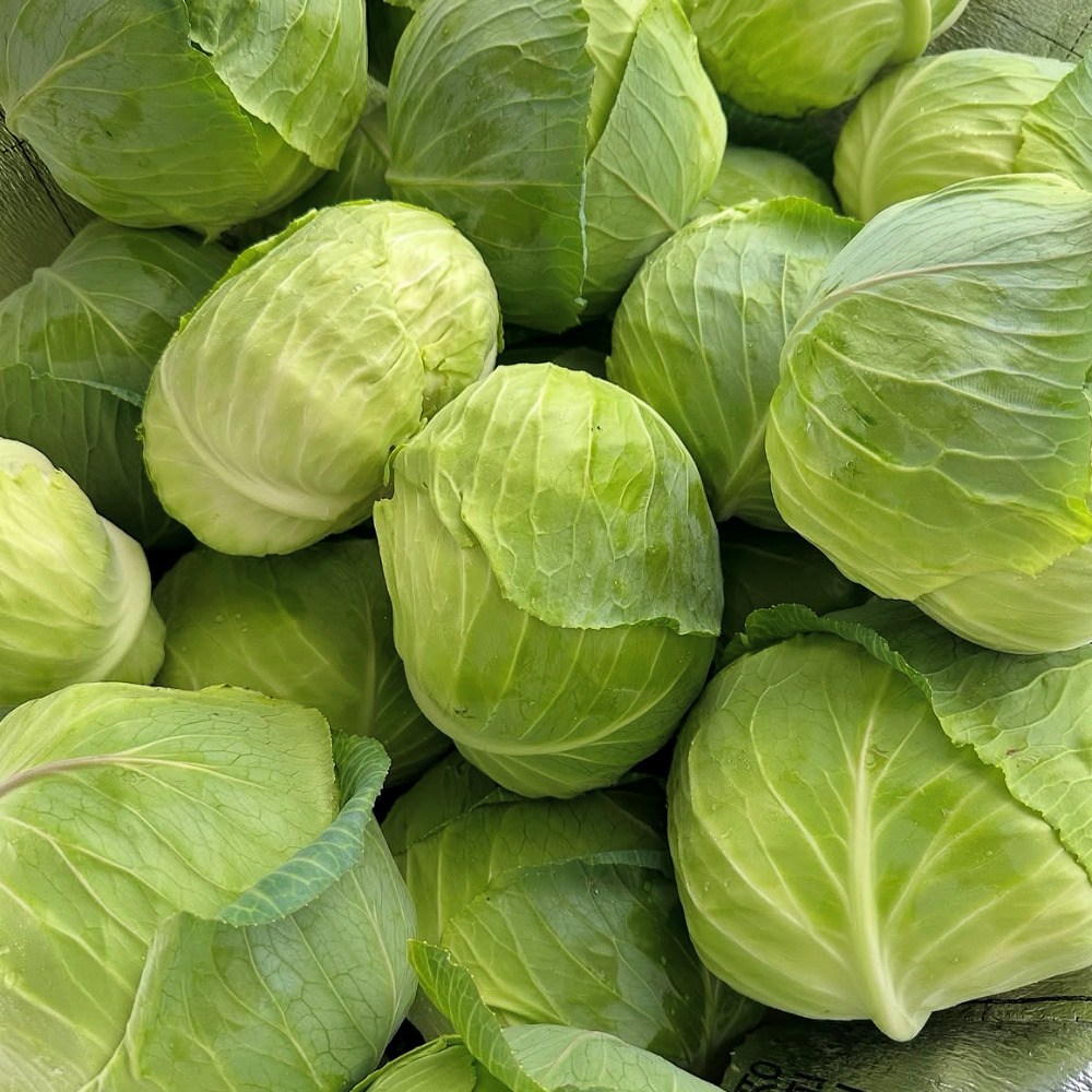 이모뜰 국내산 양배추 신선 양배추 8,900원