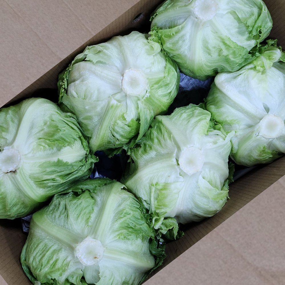 국산 양상추 최상품 벌크 12통 1박스 가락시장 직송, 12개, 800g 23,900원