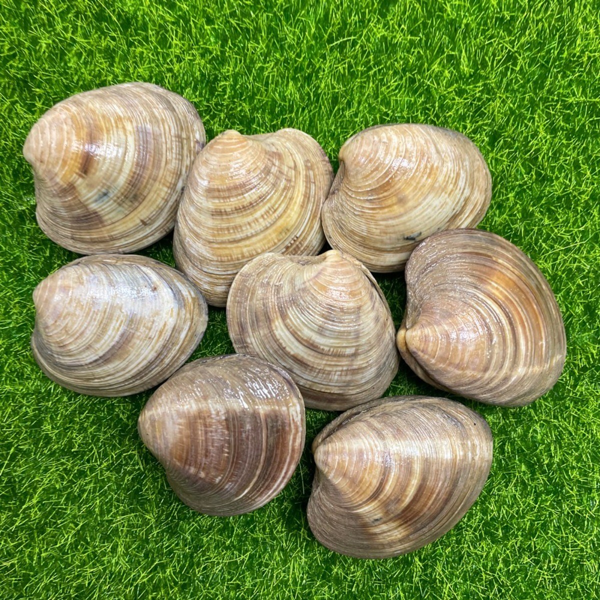 해감완료 자연산 활 백생합 생합 캠핑 조개구이 백합조개 백상합, 1세트, 10kg 41,900원