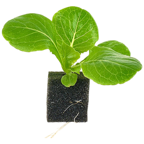 자람홈미니 수경재배 유럽로메인(미니) 모종, 6개 6,200원