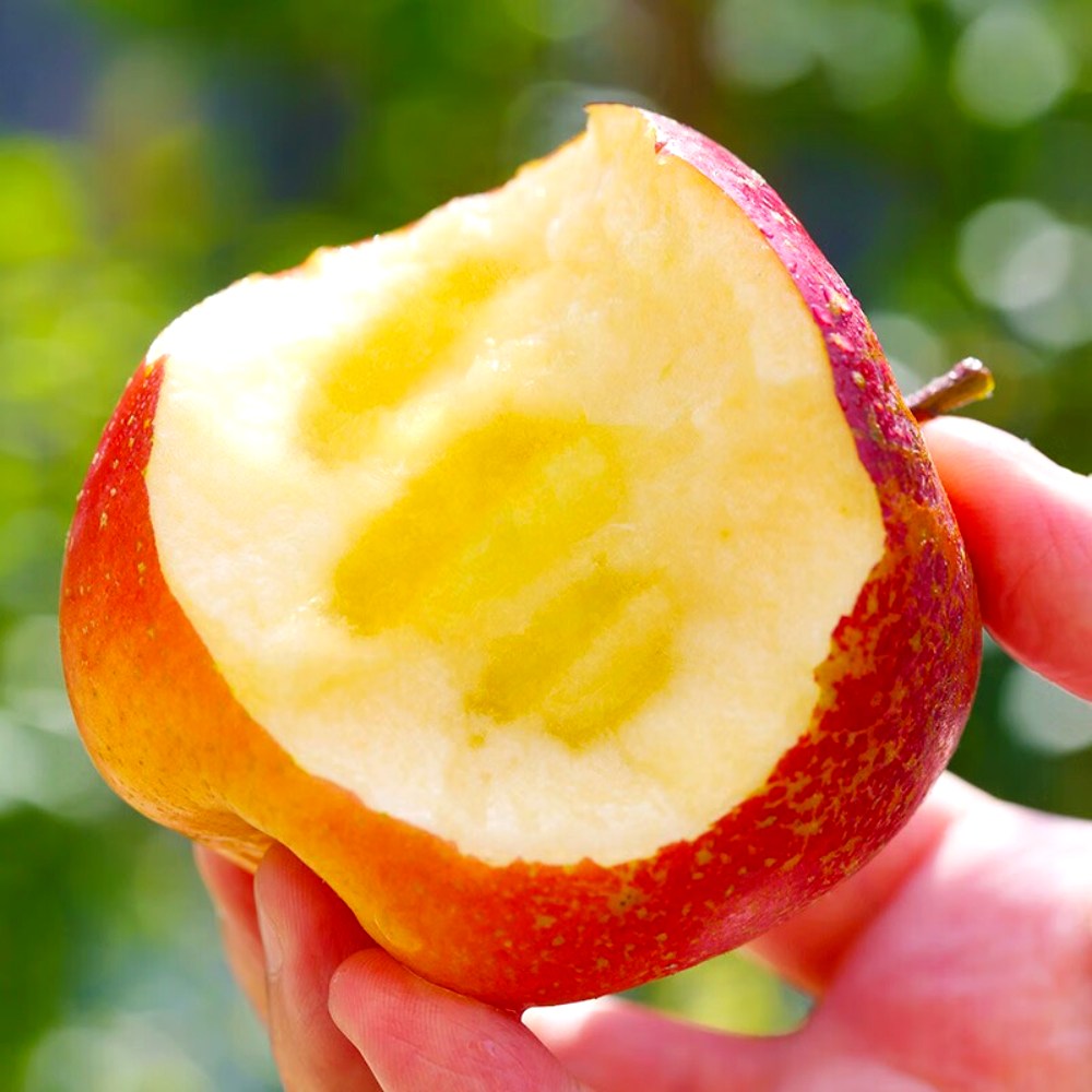 [2일초특가] 고당도선별 못난이 청송 부사사과, 1개, 10kg (당도선별) 36,400원