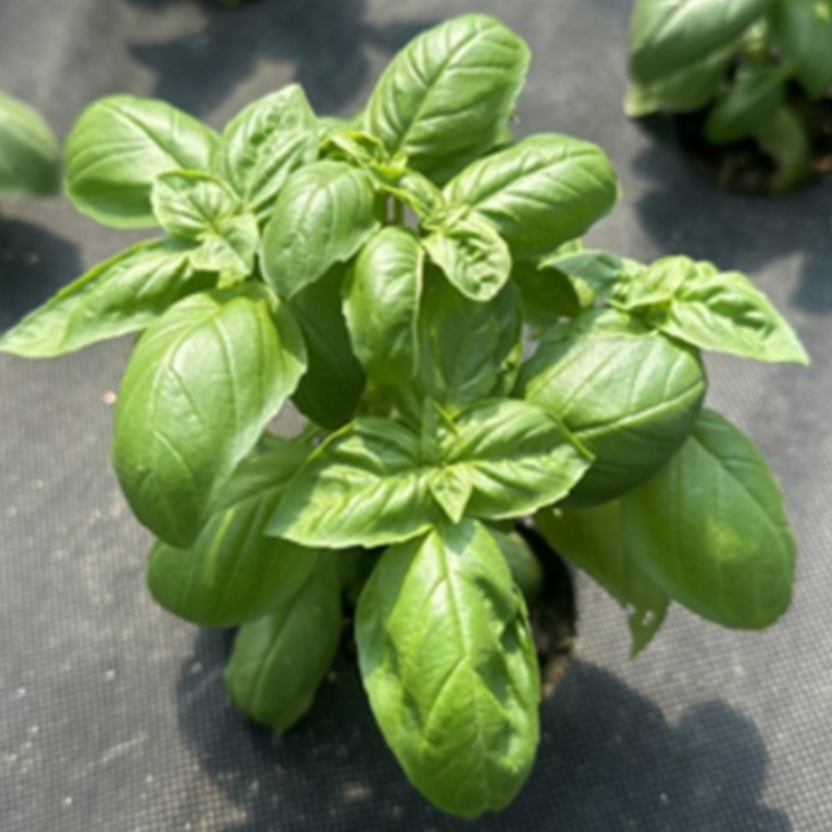 아시아종묘 씨앗 허브 제우스 바질 50g 35,000원