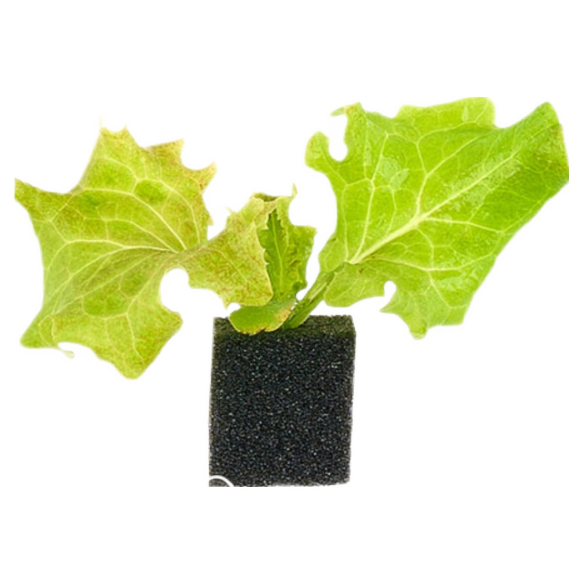 자람홈미니 수경재배 롤로로사 모종 / 계약재배 3주소요 6,200원