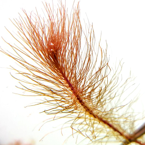 [수초대장] 로탈라sp 베트남 (9촉) 중후경수초 6,000원