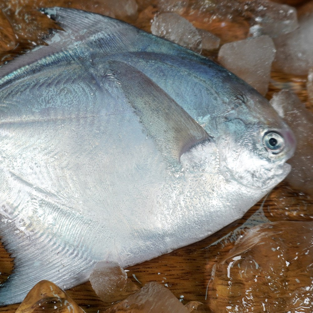 대천해 국내산 구이 조림용 병어, 2개, 350g 17,900원