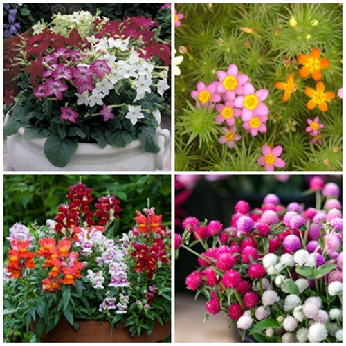 [꽃씨모듬 1123] 화분으로 기르기 좋은 오래가는 꽃씨 4종 11,030원
