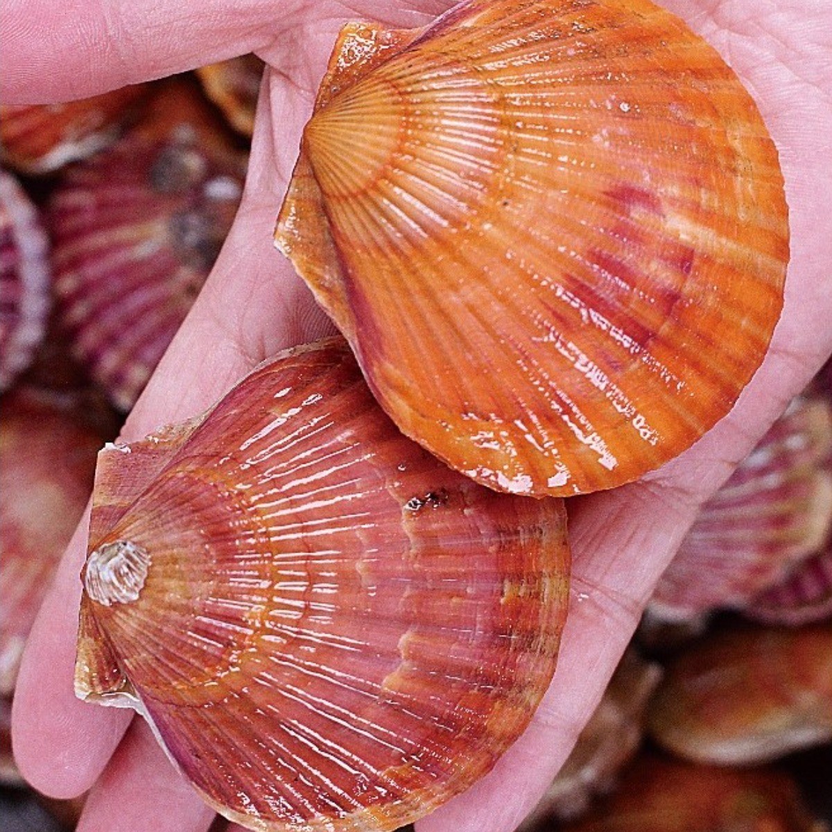 통영 성우수산 깨끗한 세척 선별 홍가리비 2KG 3KG 5KG 10KG 47,000원