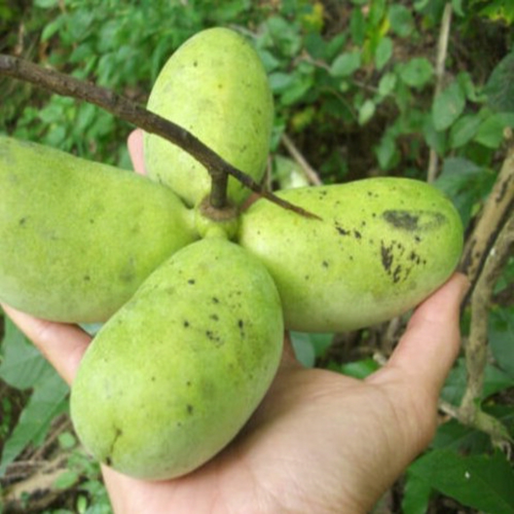 포포나무 묘목 접목분묘 와바시 엔시원 테이투 우수품종 3년생 39,000원