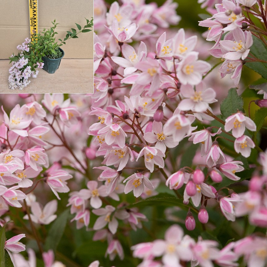 말발도리나무 -분홍말발도리 (유키체리블라썸) 5치화분 9,990원