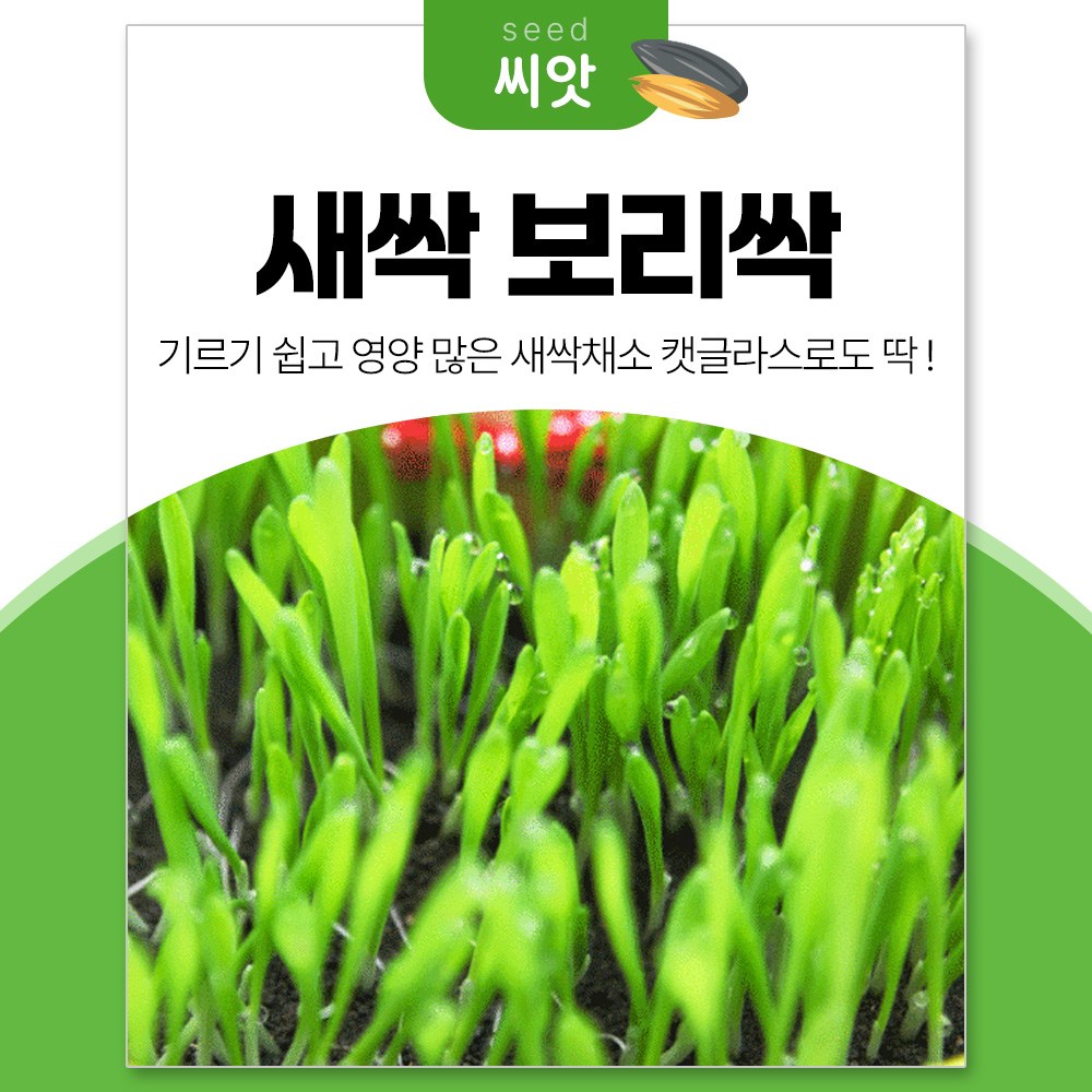세경팜 영양만점 새싹 보리싹 새싹채소 씨앗 30g 캣글라스 10,000원