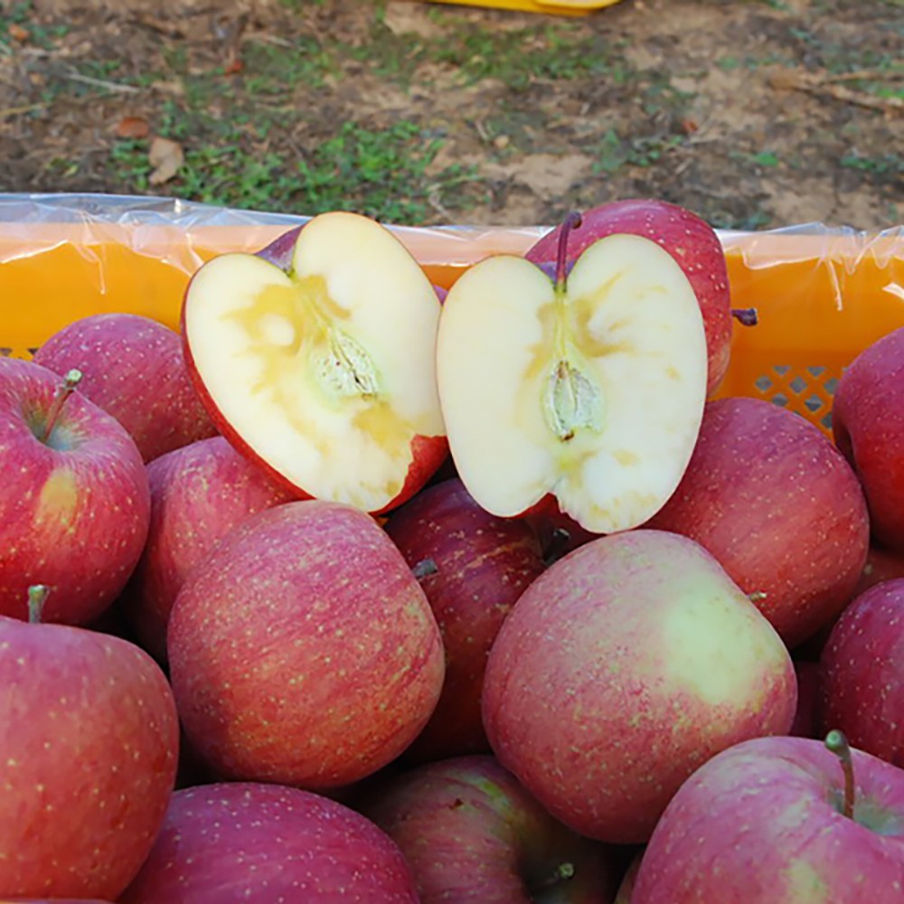 햇빛농원 밀양얼음골사과 햇부사 산지직송, 5kg 16-18과 (중과), 1박스 50,900원