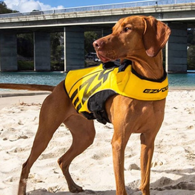 (XS-XL) 내강아지 물개로 이지독 스탠다드 강아지 구명조끼 대형견 라이프자켓 95,000원
