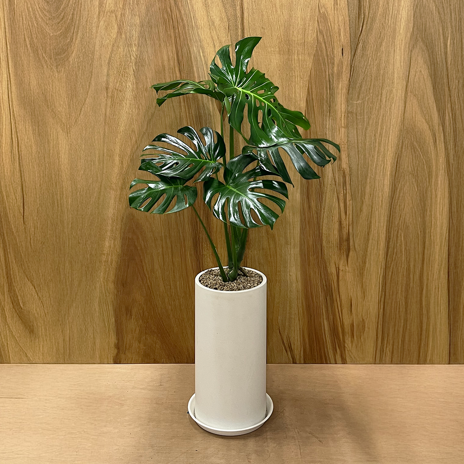 (리본+받침대 증정+서울 경기 당일배송) 알레스구테 개업 집들이 승진 취임 축하 화분 거실 인테리어 사무실 이전 병원 카페 개업식 공기정화 식물, 1개, 06. 몬스테라 85,000원