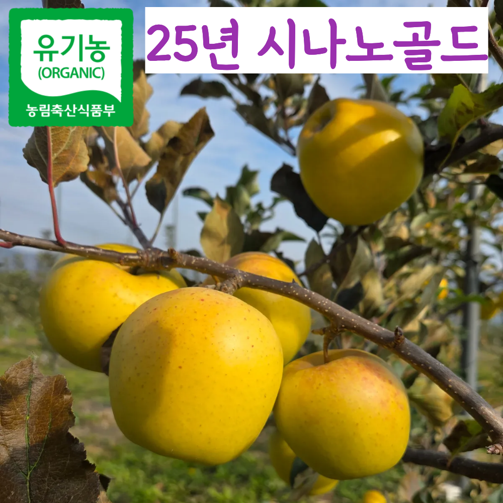 양구 햇 유기농 시나노골드사과 햇사과 꿀 설 사과 선물세트 62,900원