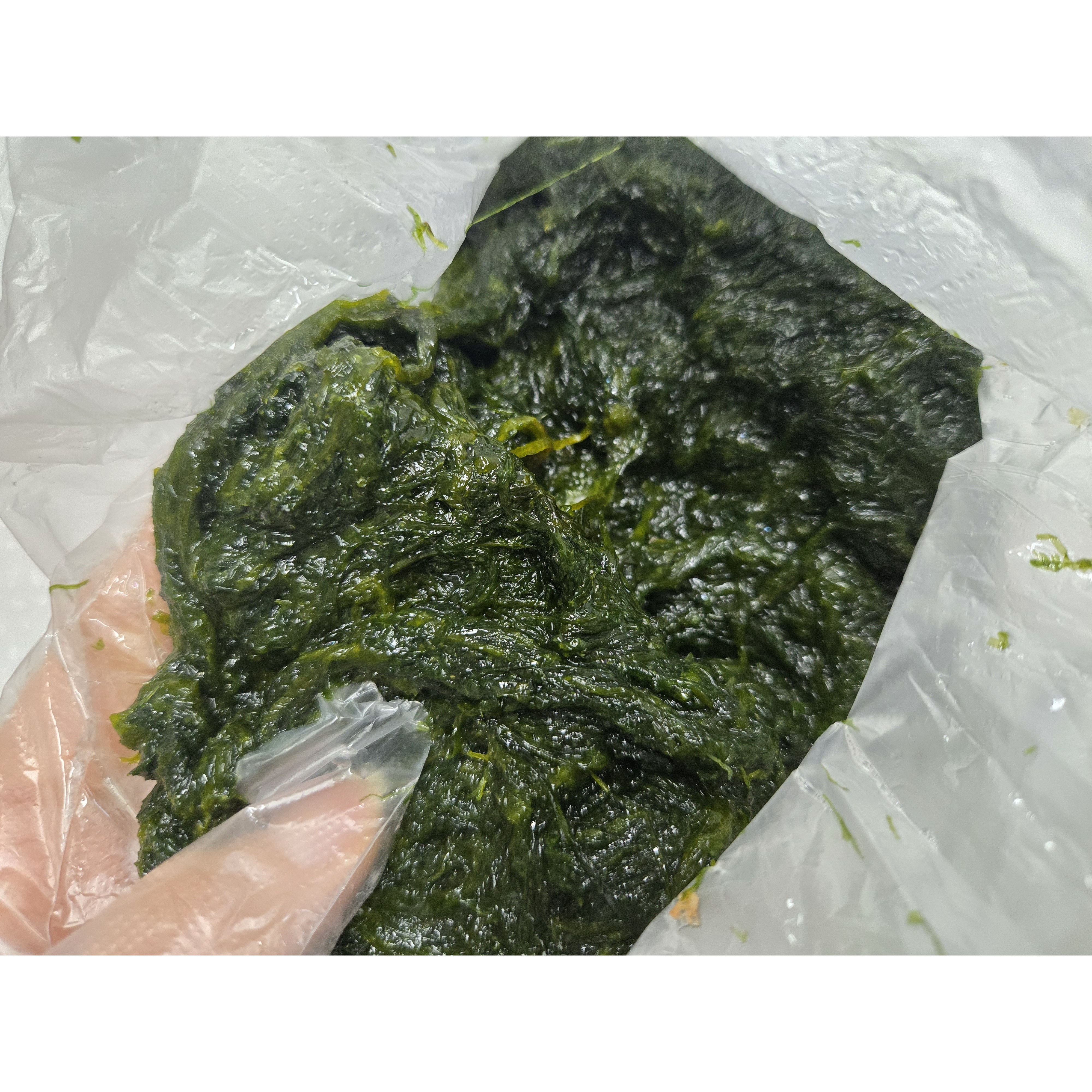 완도산 당일채취 물감태 생감태 햇 감태 요리용 해초 지아수산, 1개, 10kg 67,900원