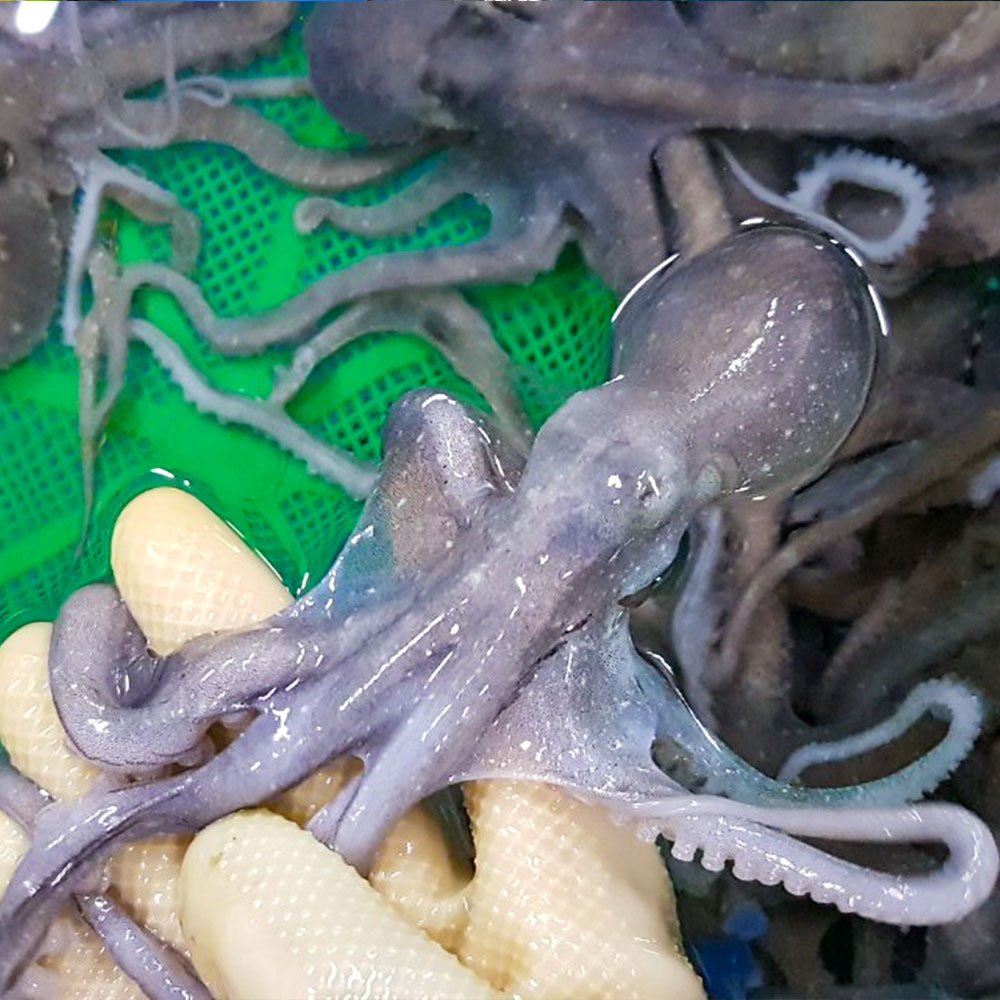 [신안/목포]청정갯벌 생물 산 낙지 10마리(세발/소/중소)  타우린 과 각종 아미노산 및 무기질이 풍부한 보양식품 65,000원