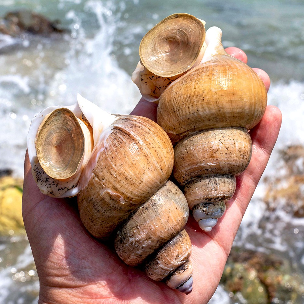 [선주직송] 이프로마켓 포항 구룡포 활 백골뱅이 백고동 자연산, 1개, [소소 사이즈] 백골뱅이 1kg 14,000원