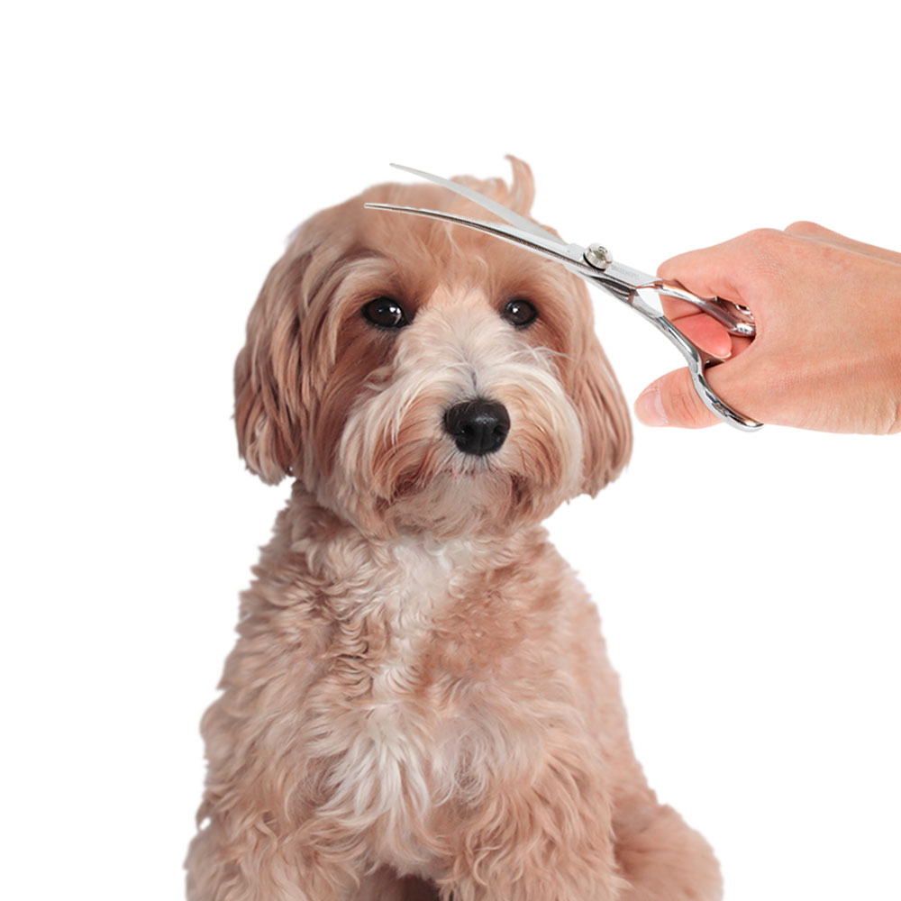 딩동펫 애완 미용 커브가위 하 17cm 6,400원