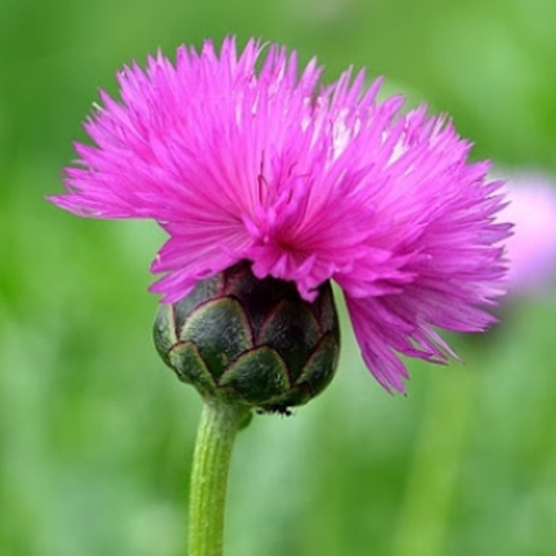 페르시아수레국화 씨앗 소포장 대포장 선택구매 노지월동 다년초 2,840원
