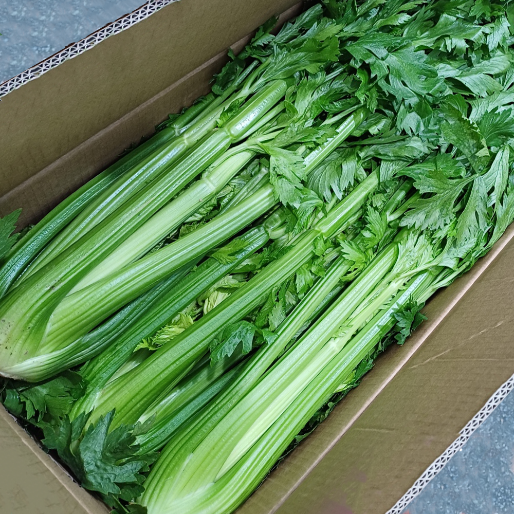 국산 최상급 샐러리 특, 1박스, 5kg 11,900원