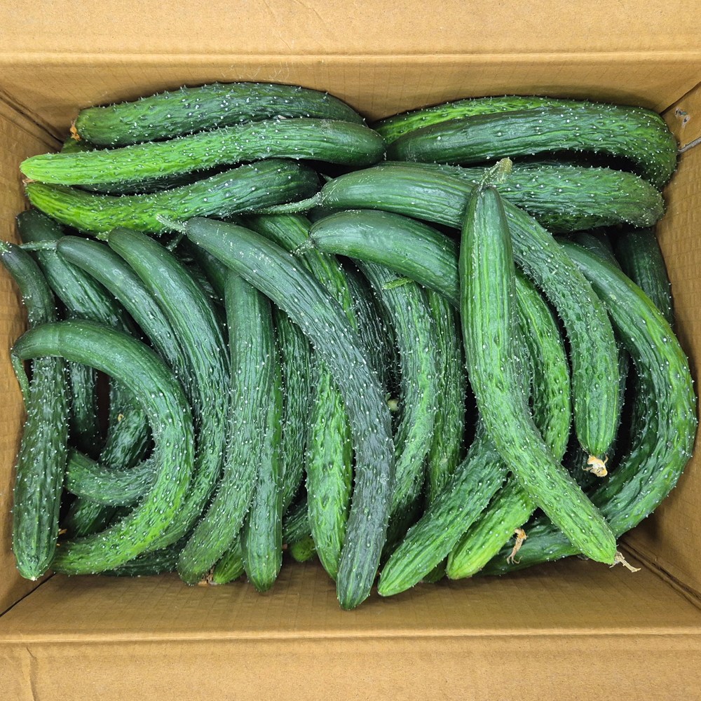 클릭마켓 국내산 못난이 가시오이 10kg 하품, 1박스, 10kg 못난이 19,500원