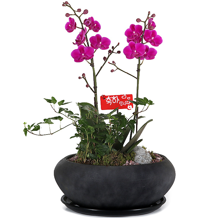 119플라워 (당일배송) 만천홍 ST-H432 서양난 미니호접 호접난 행사용 환갑 승진 영전 전시회 개업 전국꽃배달 생일 기념일 꽃선물 꽃배달, 1개 71,800원