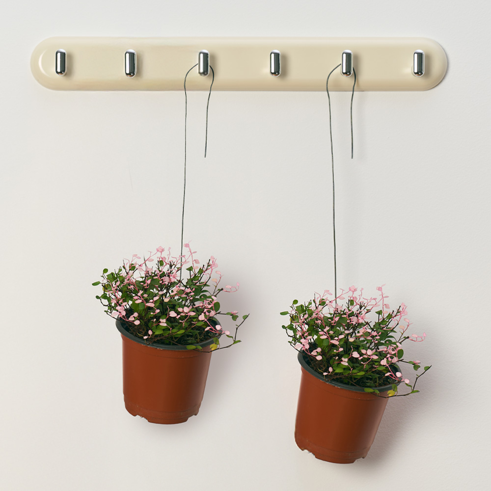 [로켓프레시] 농업회사법인 주식회사 코코도르팜 행잉플랜트 소형 핑크트리안 18,900원