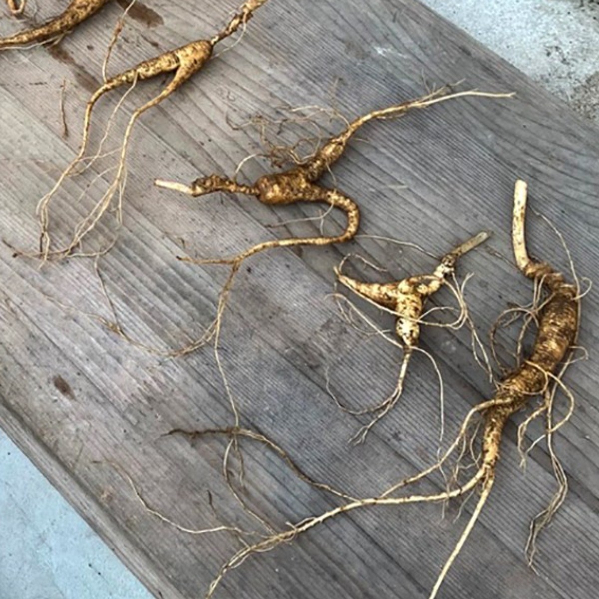 아리랑산양산삼 9-12년근 파삼 7뿌리 산삼 산양산삼 산양삼 부모님선물 자연산 산삼 황절삼 산양삼선물 건강증진 원기회복 자체재배관리 직접채심발송, 1개 100,000원