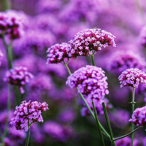 버들마편초 (숙근버베나) 씨앗 소포장 대포장 선택구매, 1개 26,250원