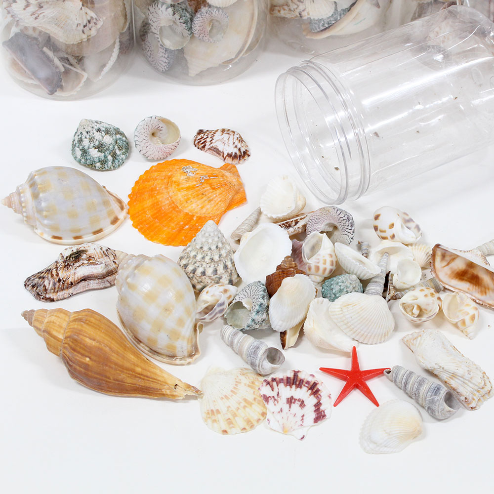 바다를 담은 DIY모음세트/천연소라,조개,불가사리 4,000원