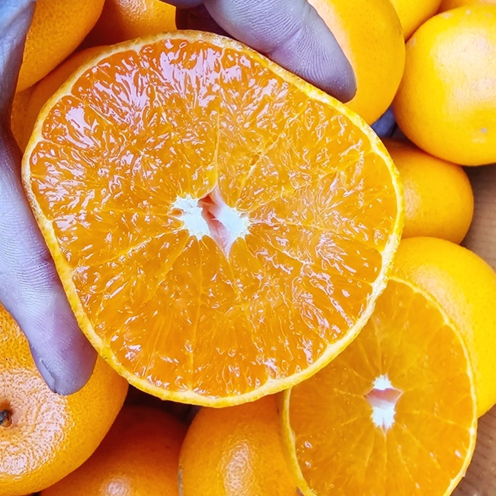 [품질선별] 15brix 고당도 제주 가정용 천혜향 13,000원